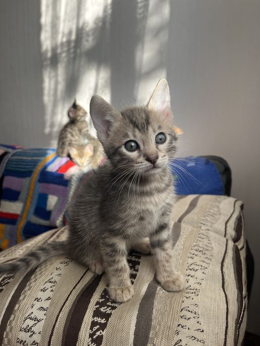 Бенгальські котенята