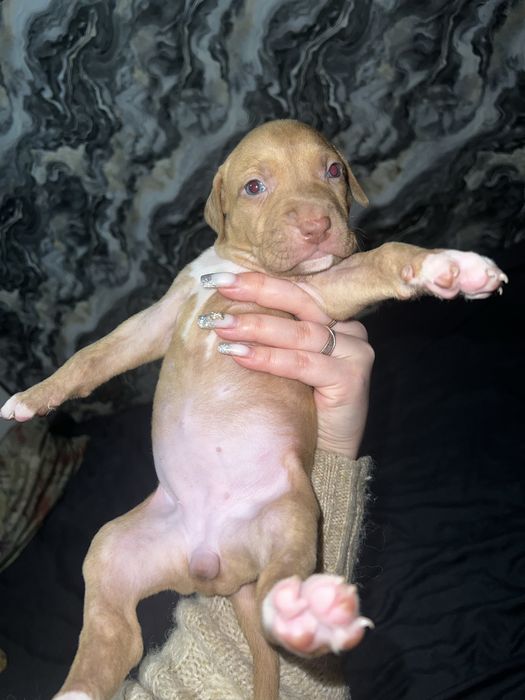 Питбуль красноносый чыстокровный