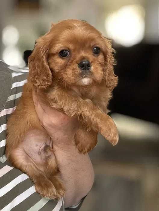 Cavalier King Charles