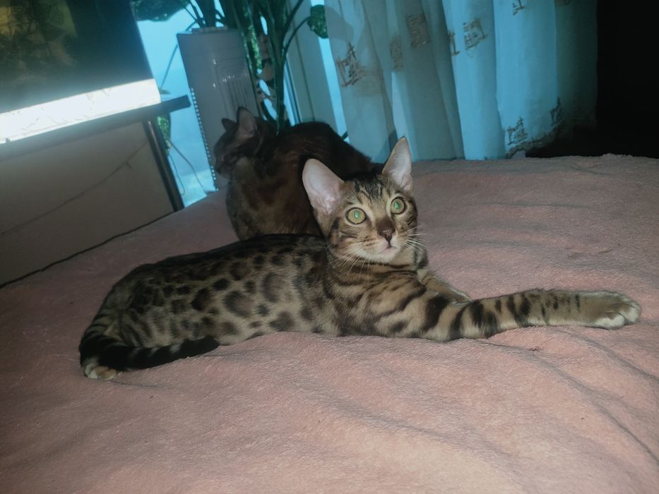 Вязка Бенгала кот