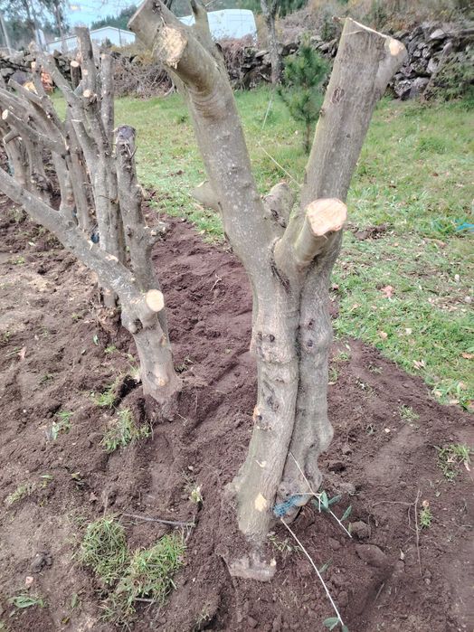 Oliveiras para jardim