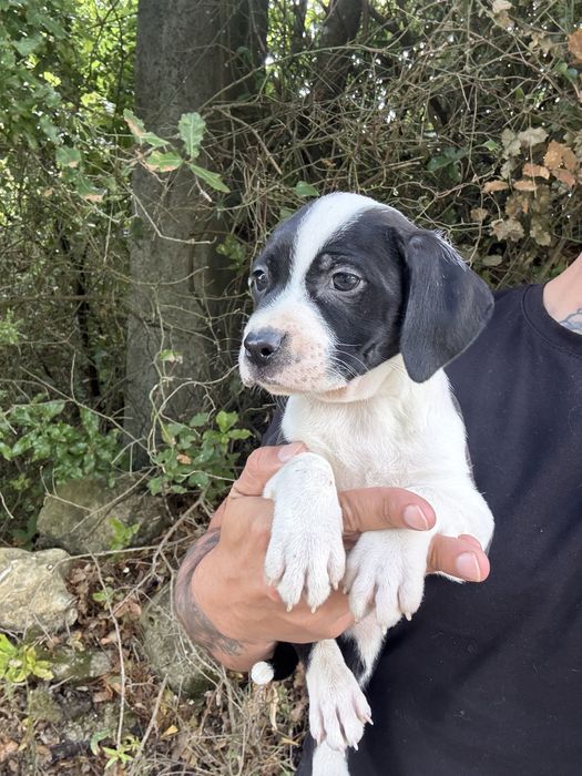 American staffordshire terrier femea