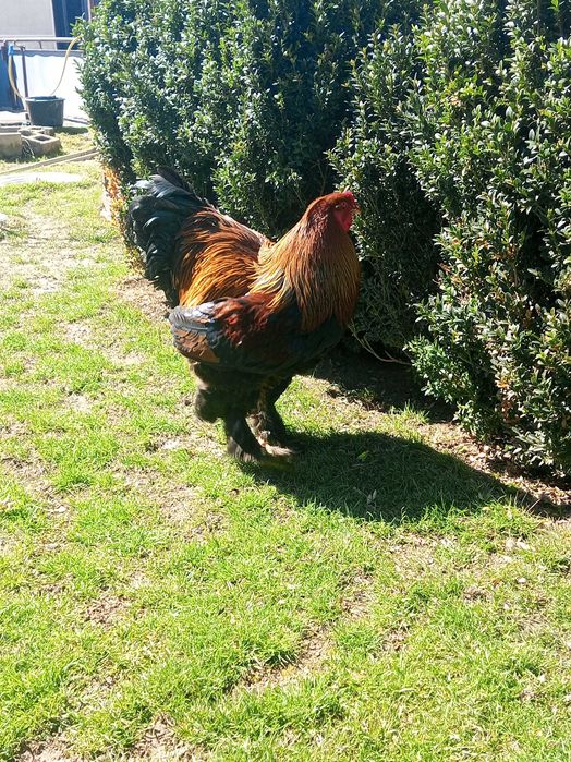 Кури брама куріпчаста