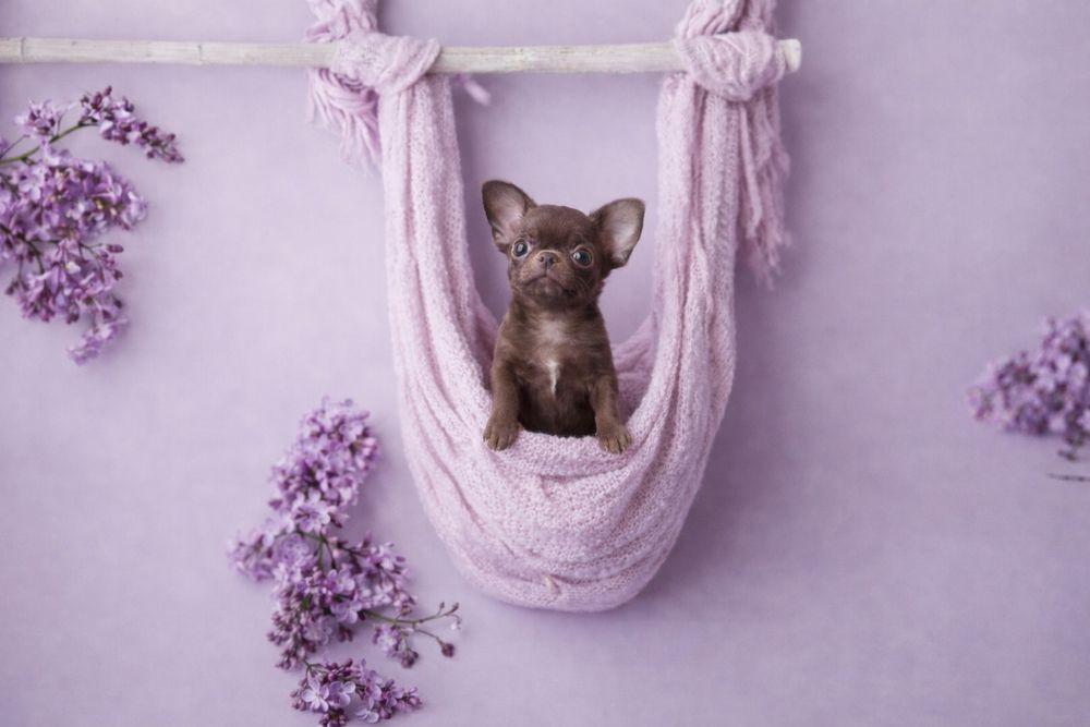 ***Czekoladowy krótkowłosy chłopczyk chihuahua***