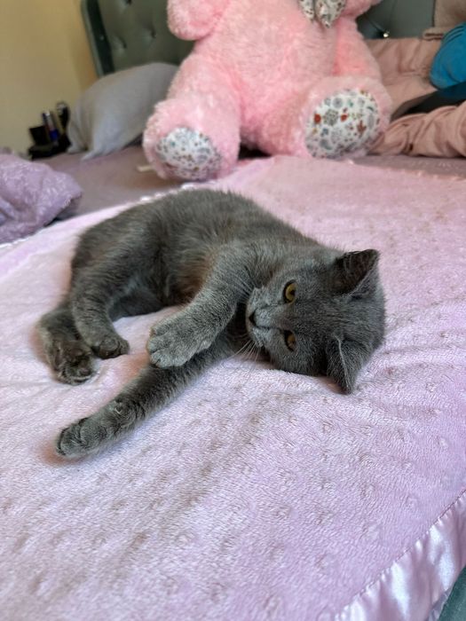 Кошеня в хороші руки