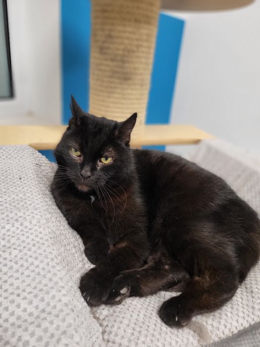 Piękna kotka Nyxia szuka domu