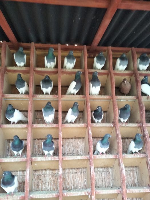 Gołębie sprzedam