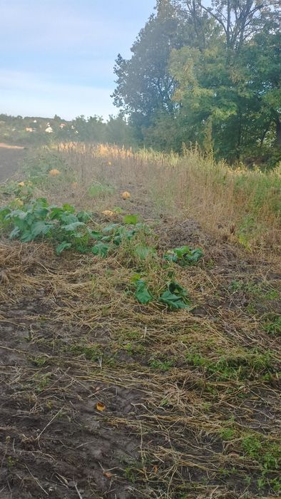 Витачів! 18.4 сот РІВНОЇ землі (АСФАЛЬТ). Будинок, Електрика, 5 хв до