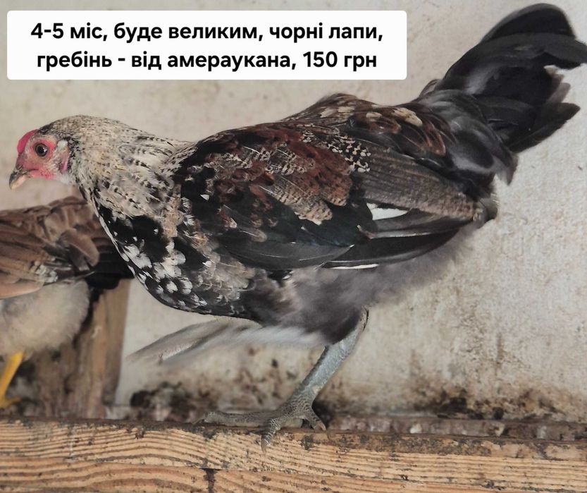 Курчата бентамки