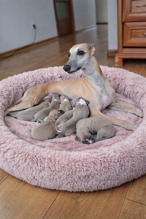 Chart angielski whippet pies Ziggy Zoom