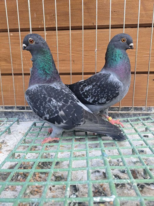 Mewka egipska 2 samice