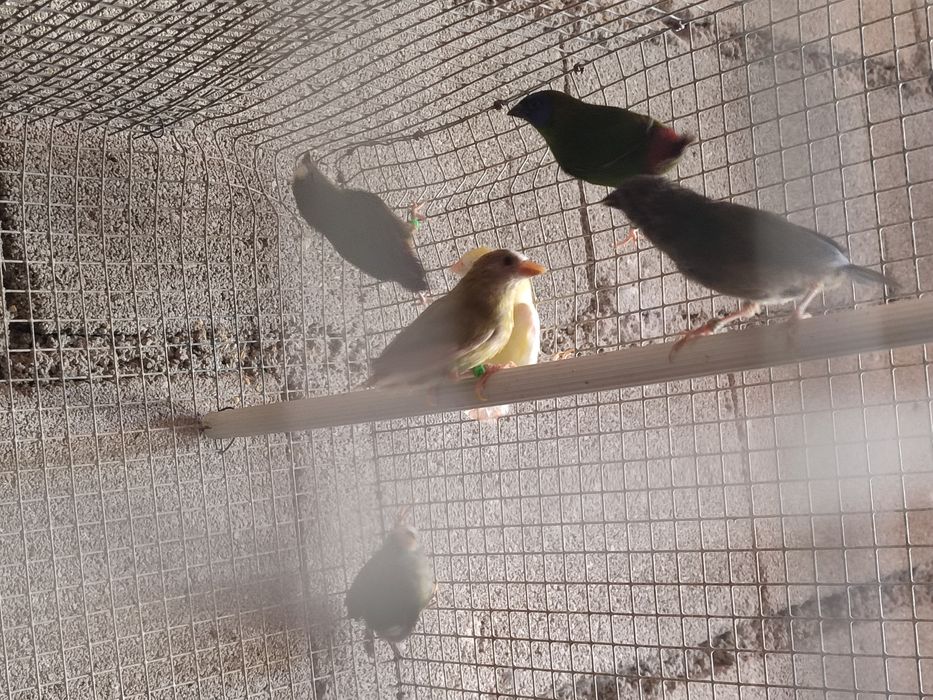 Tricolor amarelo