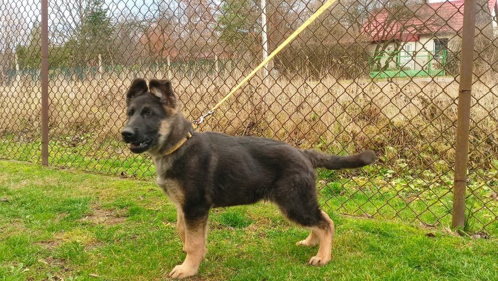 Owczarek niemiecki - piesek krótkowłosy