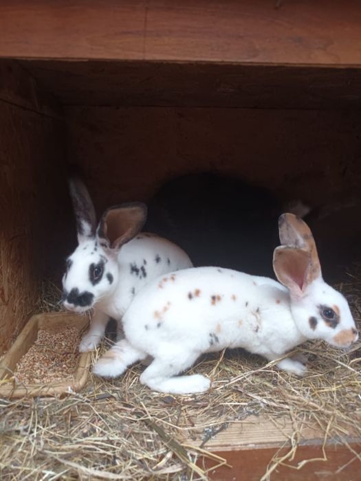 Rexy króliki samice zakocone