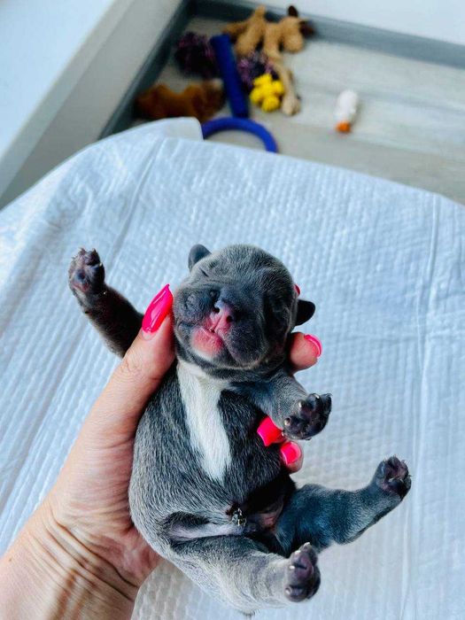 Вязка французьких бульдогів Львів