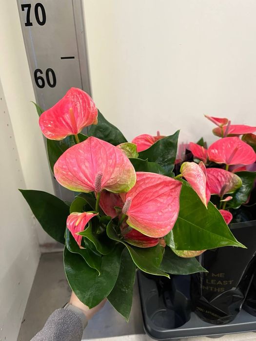 Шлюмбергера(Різдвяник) жовта і оранжева,троянда,антуріум,пуансетія