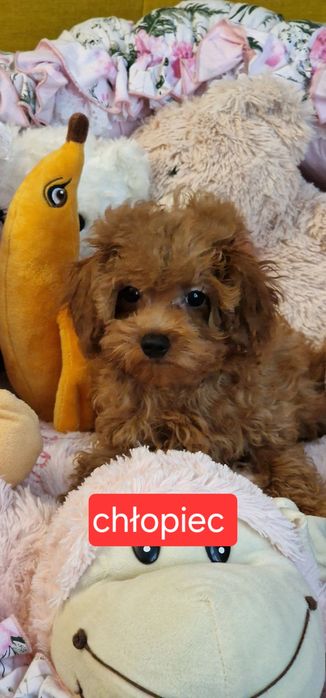 Cudny chłopczyk cavapoo