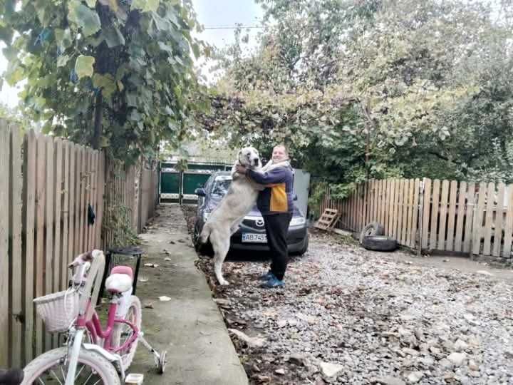 Цуцинята алабая елементні. Вязка