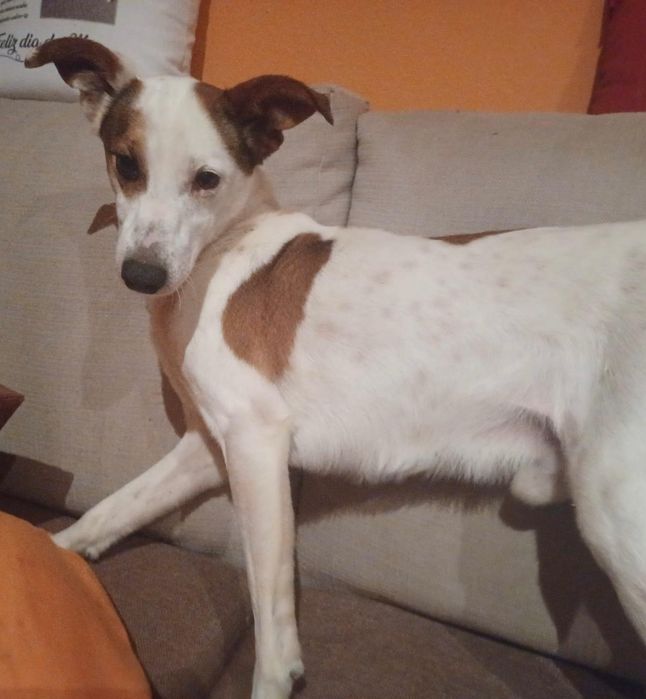 Caozinho porte pequeno para adopção