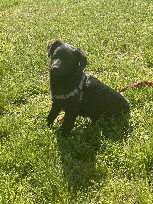 Собака, дівчинка, вік 5/6 міс.