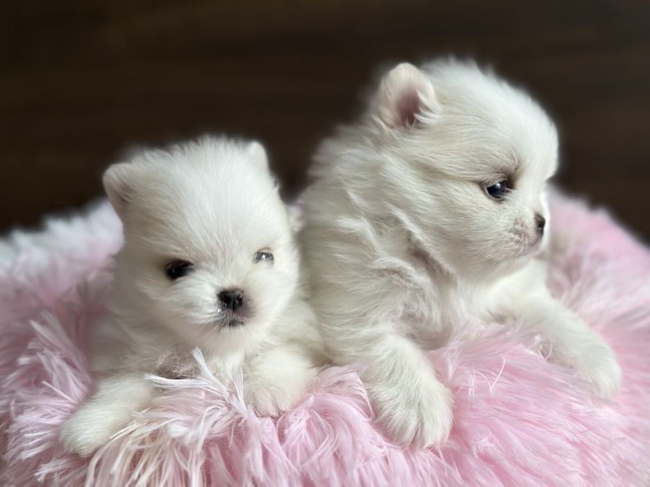 POMERANIAN szpic miniaturowy mini miś :)