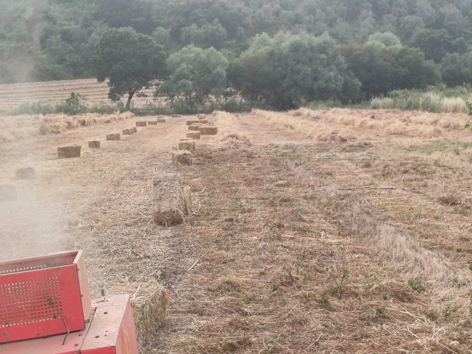 FENO 2025 de Qualidade – Ideal para Gado, Cavalos e Ovinos
