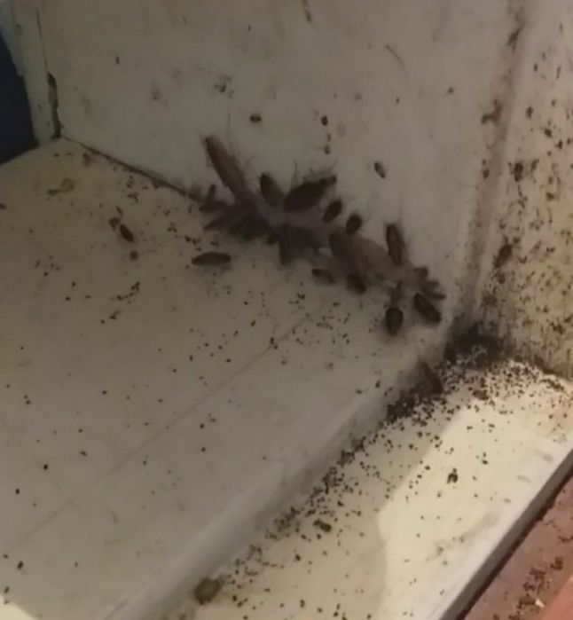 Уничтожение, травля тараканов, клопов, грызунов. Дезинфекция Днепр