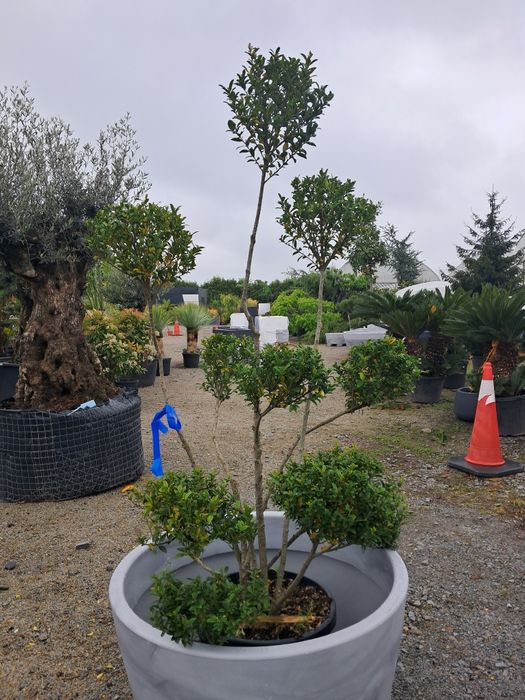 Bonsai ilex zimozielony