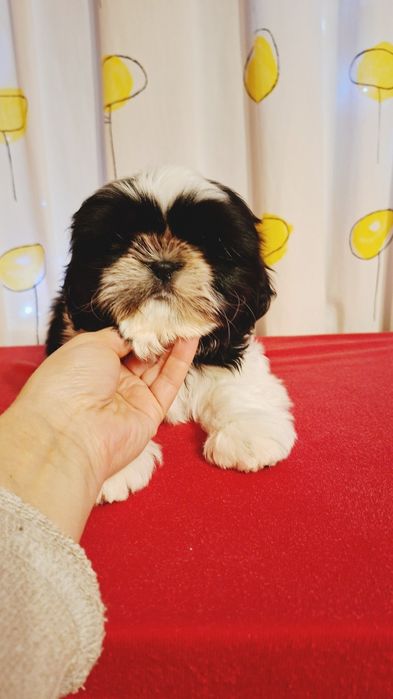 Ши тцу хлопчик з документами КСУ