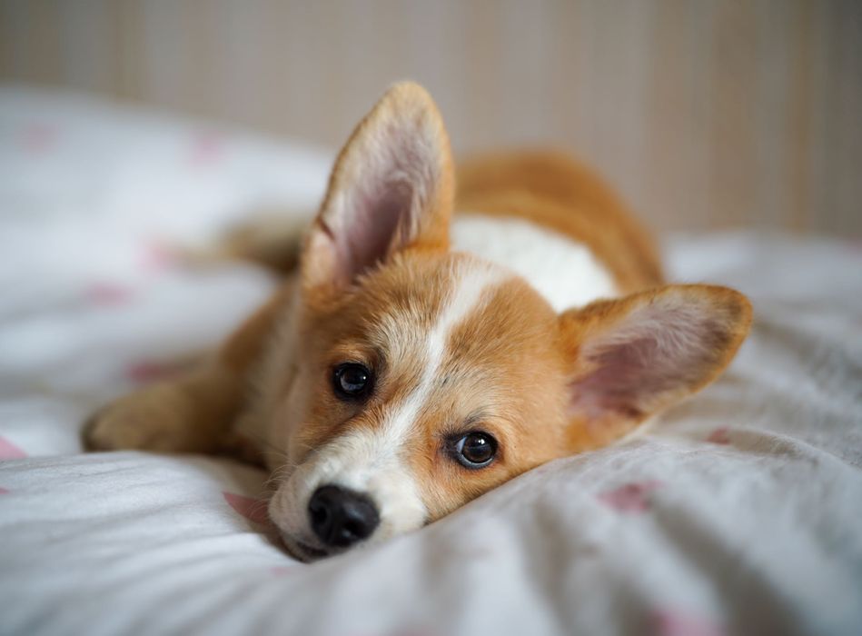 Genetycznie zdrowe Corgi FCI – przebadani rodzice