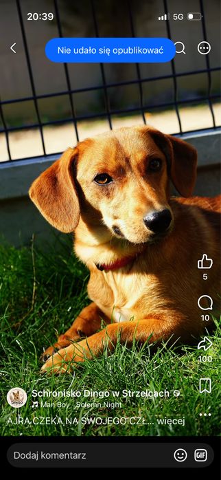 Psinka do adopcji