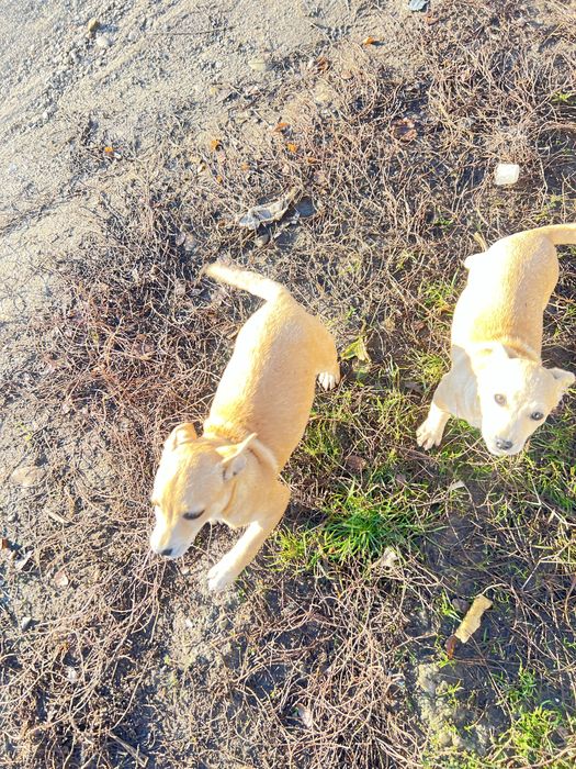 Вітдам в добрі руки щеня невідомоі породи