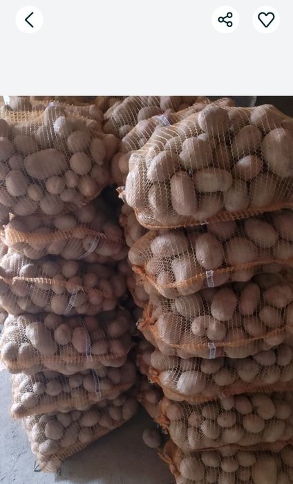 Ziemniaki jadalne vineta Dowóz