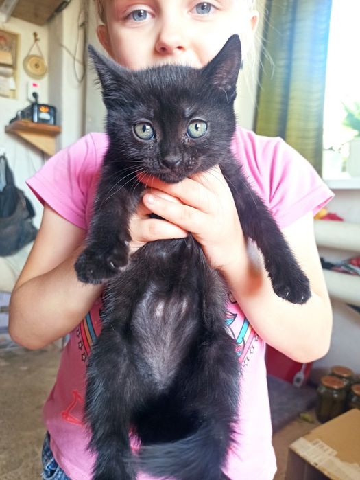 Азіатські короткошерсті кошенята