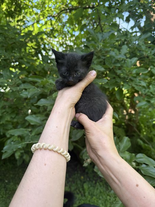 Блек щукає родину