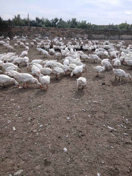 Продам стадо гусей