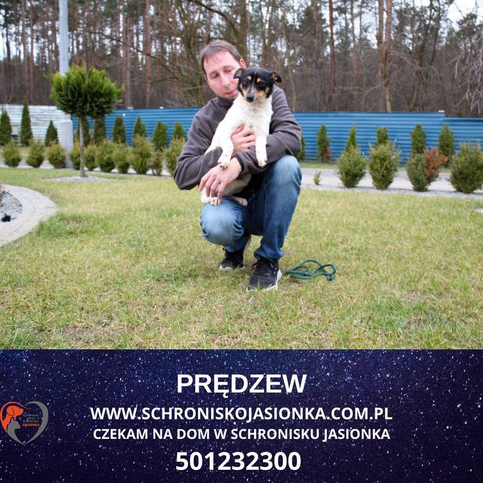 PRĘDZEW do adopcji – Schronisko Jasionka