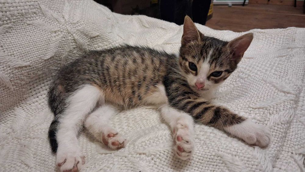 Oddam KOTKI za darmo  w dobre ręce