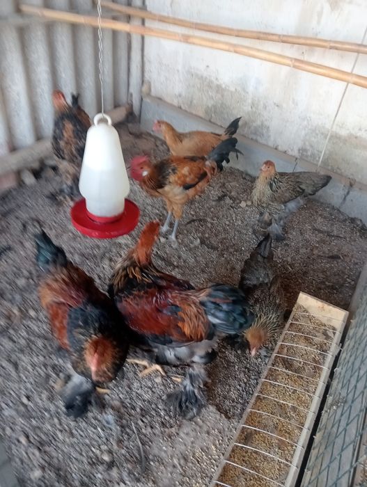 Casais de aves com 6 meses