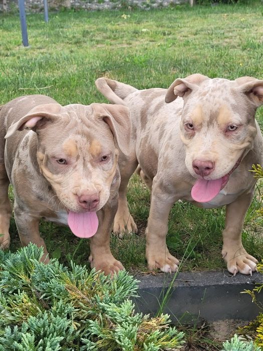 American bully lilacc tri merle
