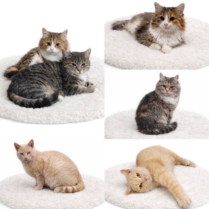 Прилаштовуються 3 Кішки 1 котик