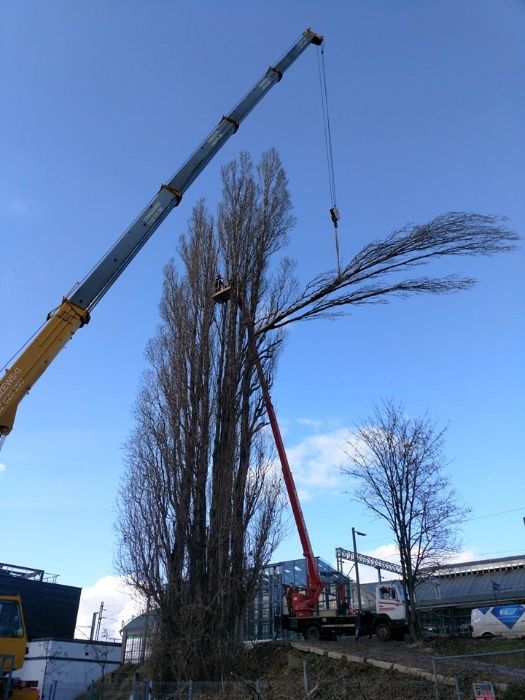 Wycinanie pielęgnacja drzew wycinka arborysta Wrocław tel 604.122.123