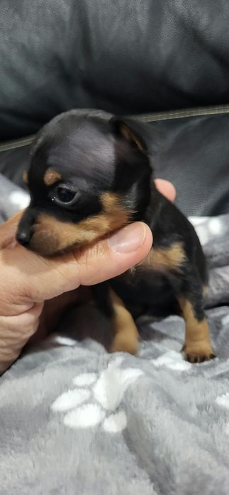 Pinscher meiguinho