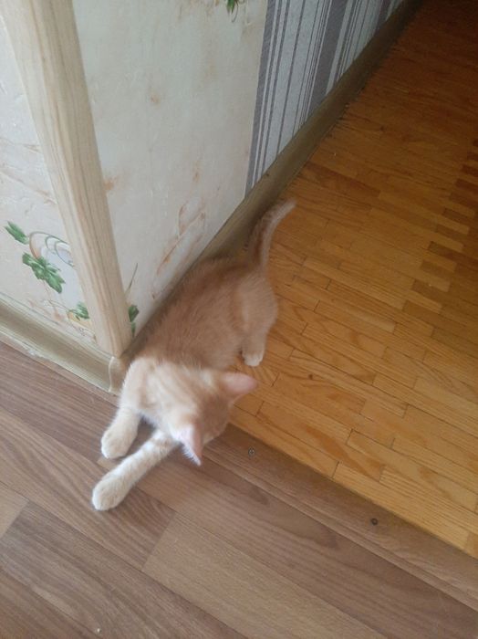 В добрі руки кошеня хлопчик