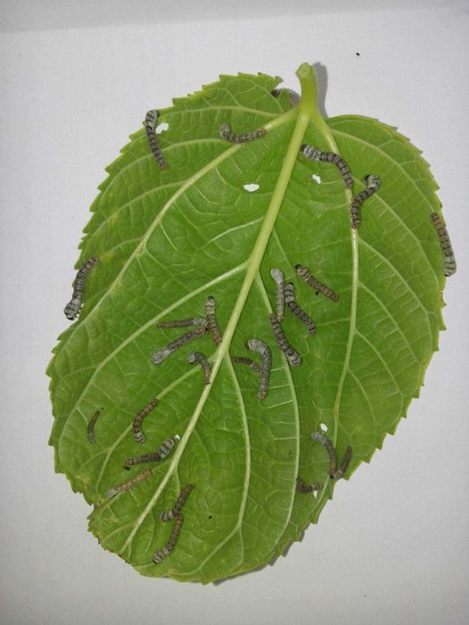 Conjunto Bichinhos da seda