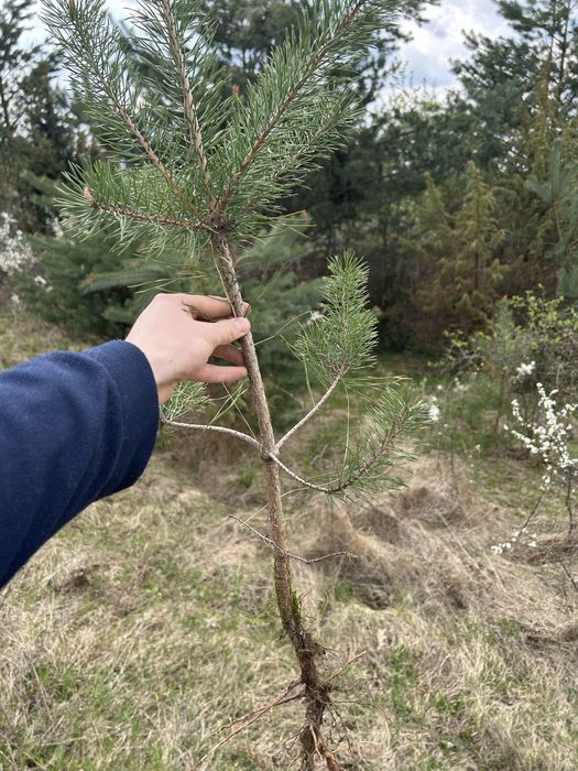 Сосна, саджанці сосни