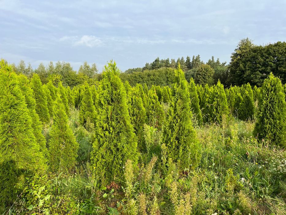 Thuja szmaragd occidentalis 160-180 cm