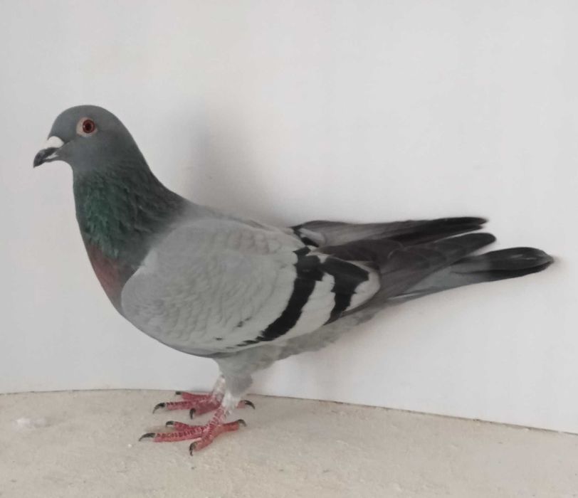 Lindo pombo correio de 2026