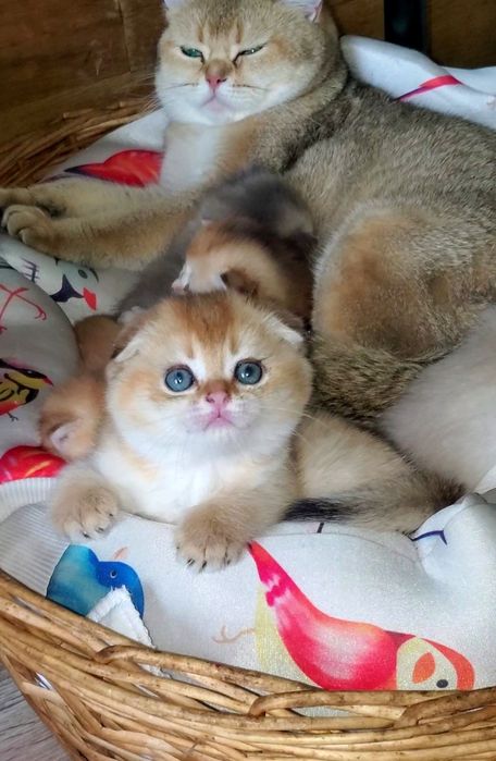 Ручные малыши, котята золотая шиншилла