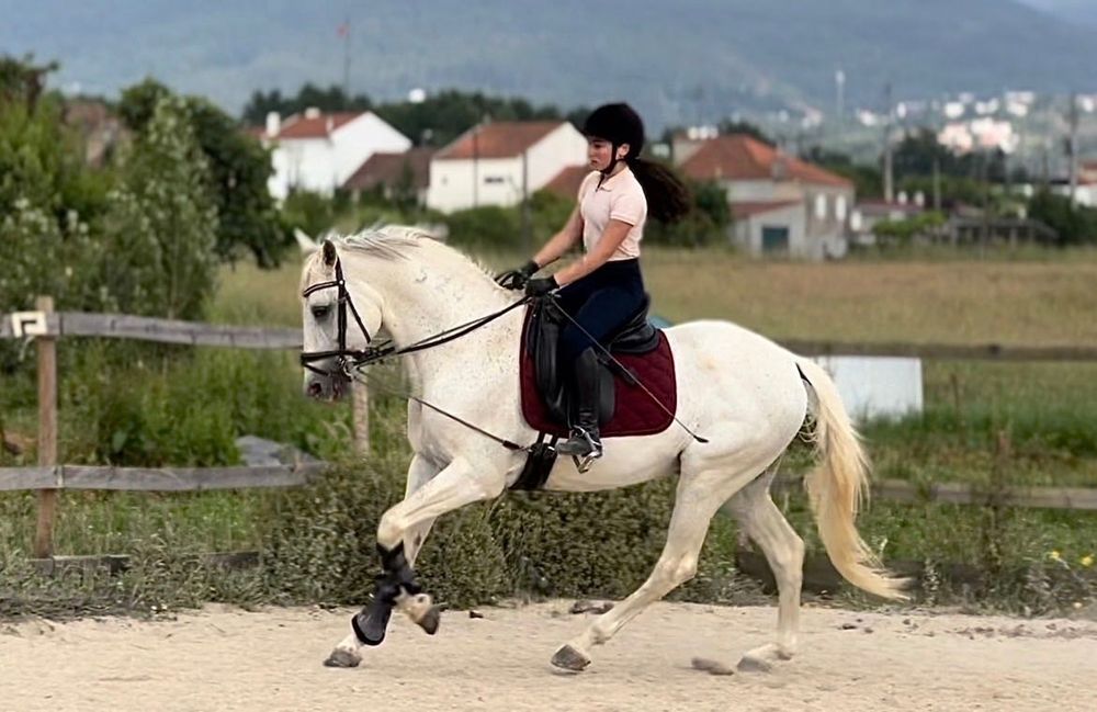 Cavalo Luso-Árabe linha Magic Count
